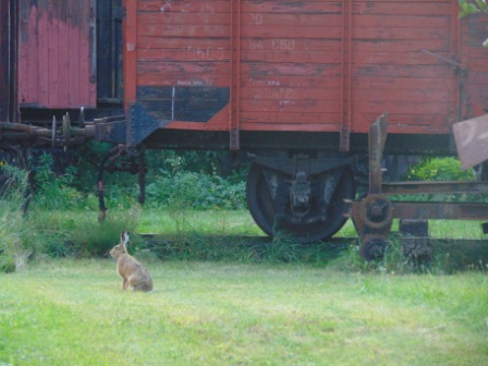 Železniční (ne)velikonoční zajíc ve výtopně